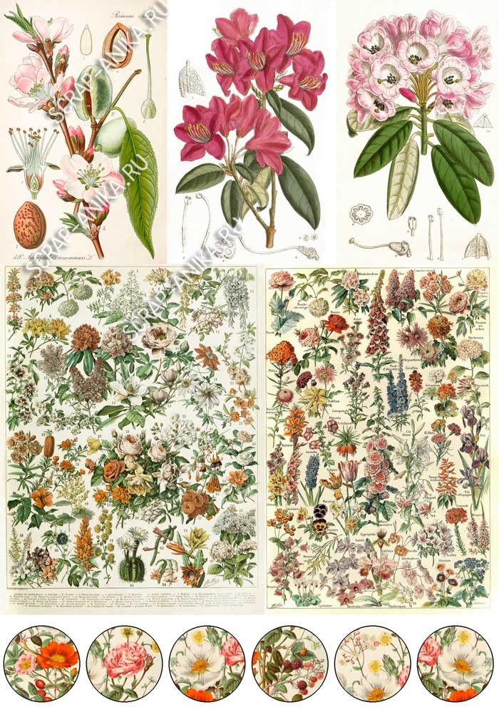 бумага с цветами, бумага ботанический стиль, бумага для скрапбукинга