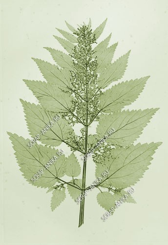 карточки для скрапбукинга, картинки для скрапа, карточки для скрапбукинга