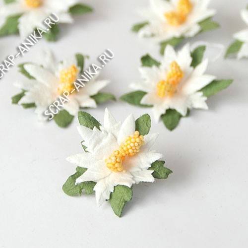 пуансеттия, цветы из тайланда