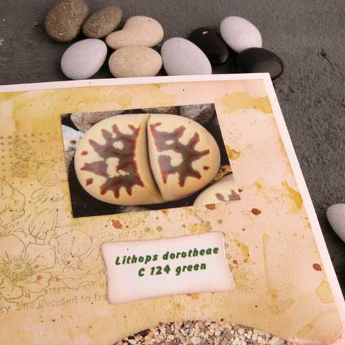 живые камни, литопсы, что такое литопс, каталог литопсов