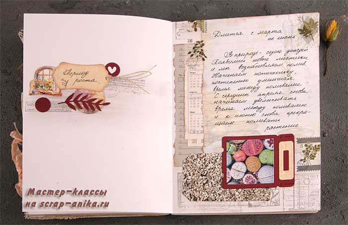 как вырастить литопс, как поливать литопс, что такое литопс, артбук по литопсам, по литопсам