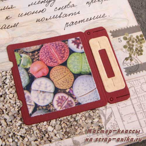 взрослые литопсы, литопсы выращивание, жизненный цикл литопса, артбук по литопсам