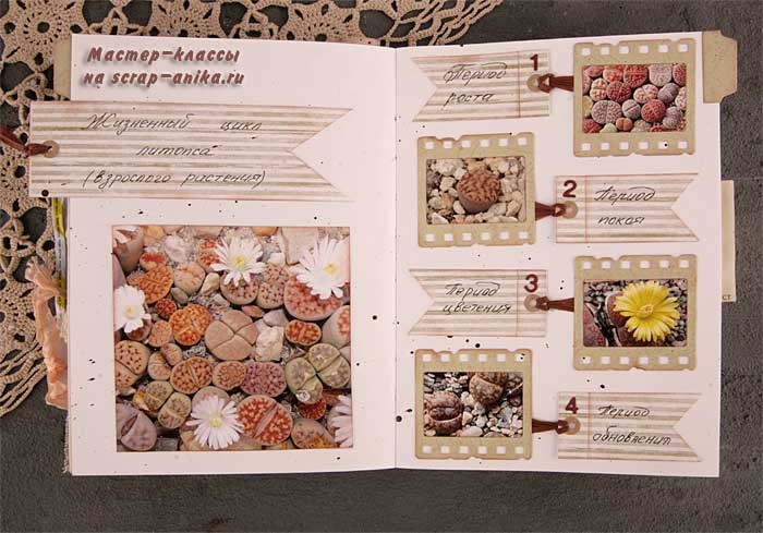 жизненный цикл литопса, как выращивать литопс, как полиать литопс