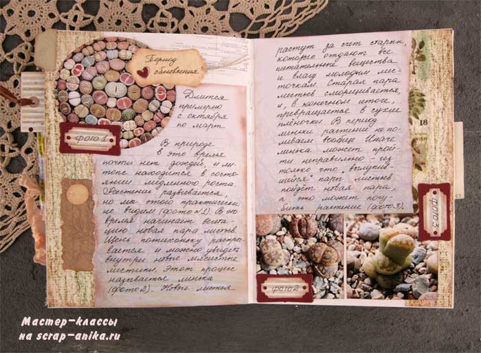 жизненный цикл литопса, литопсы цветок, как растить литопс, что такое литопс, артбук,