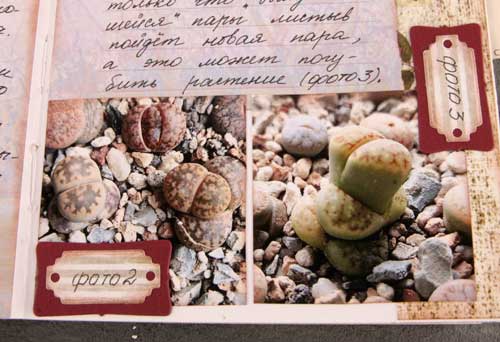 линька литопсов, ошибки в выращивании литопсов, артбук по литопсам