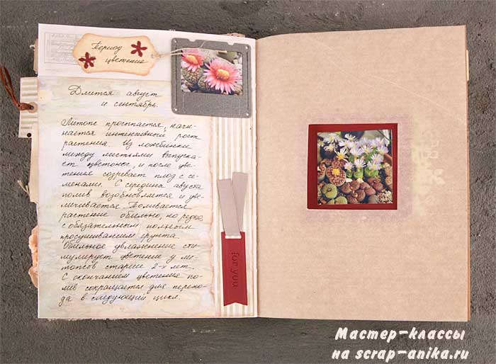 скрапбукинг, скрап аника, скрап, литопсы, Анна Мегеря, полив литопсов, цветение литопсов