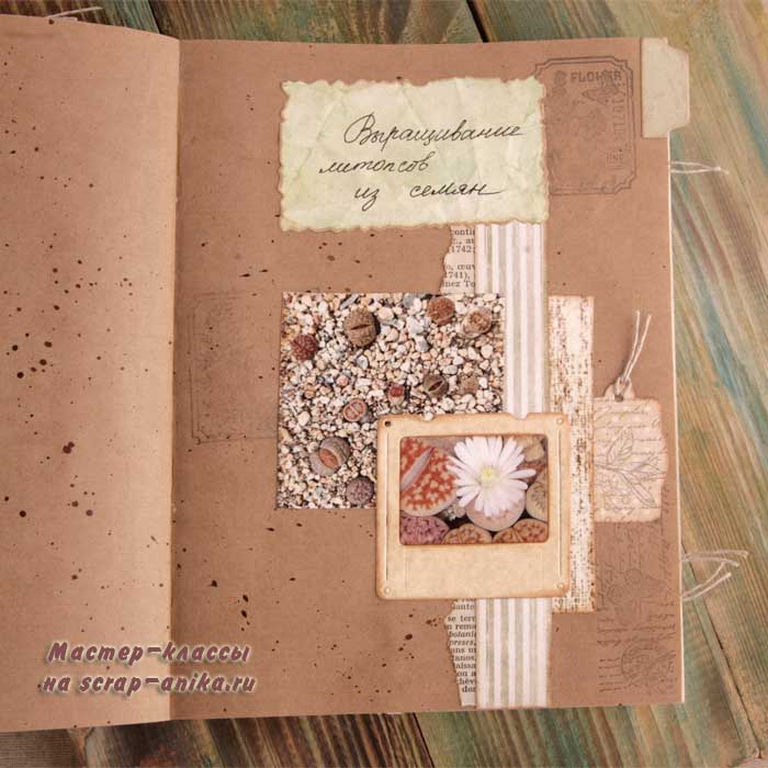 литопсы, как вырастить литопс, выращивание из семян, артбук по литопсам