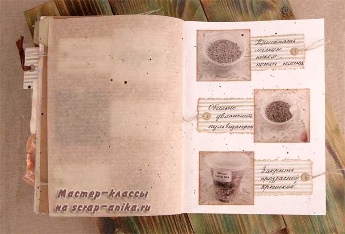 живые камни, посадка живых камней, справочник по литопсам, информация по литопсам