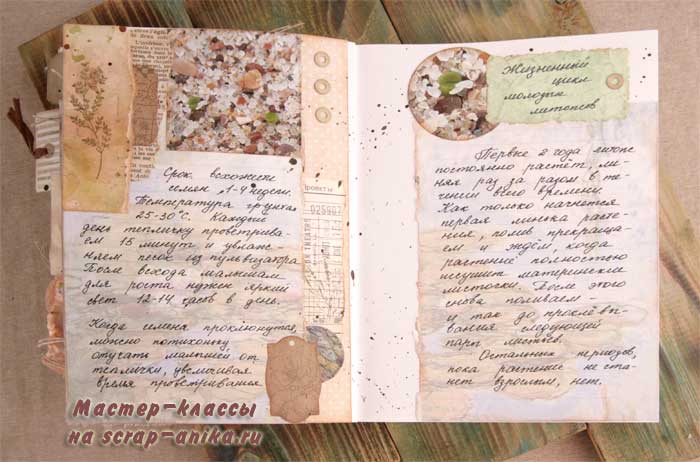 литопсы, литопсы из семян, как саать литопсы как вырастить литопс, артбук, по литопсам, скрапбукинг