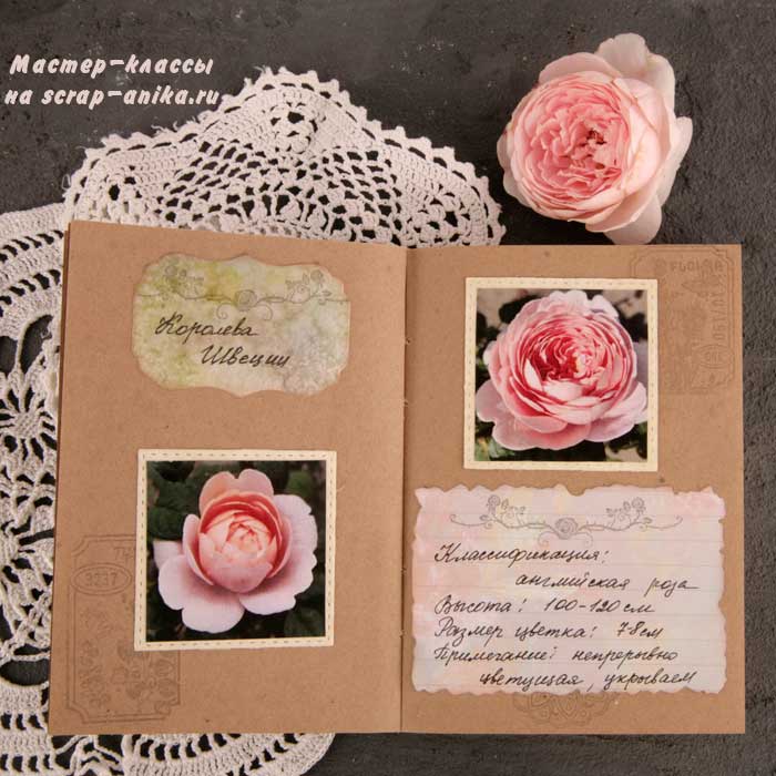 королева Швеции, роза, каталог роз, скрапбукинг, как сделать