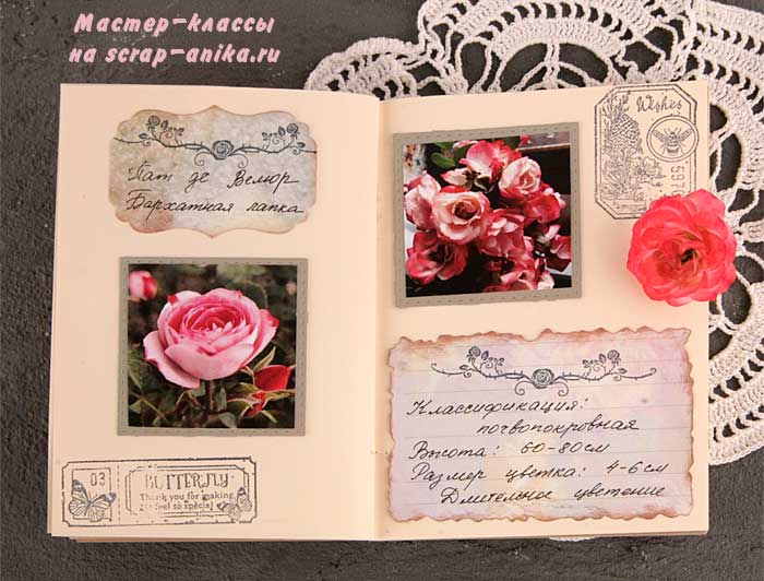 Пат де велюр, роза, каталог, бархатная лапка, красивые розы, роза почвопокровная