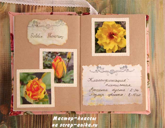 роза Скарлетт, почвопокровная роза, красивые розы, каталог роз