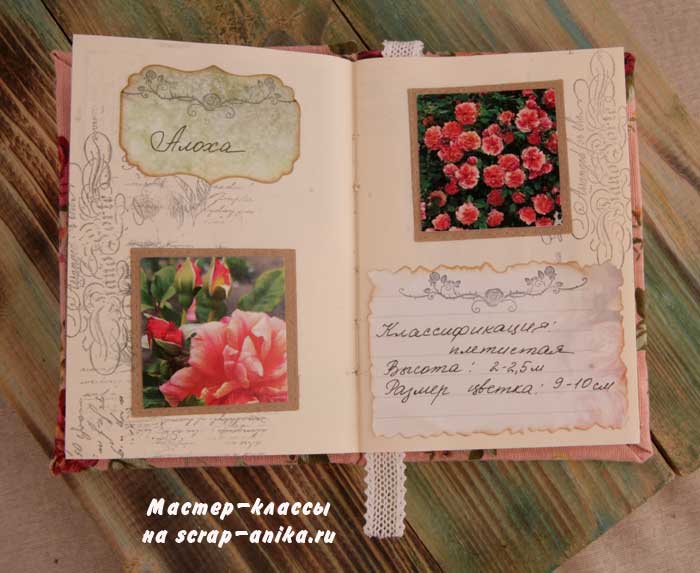 роза Скарлетт, почвопокровная роза, красивые розы, каталог роз