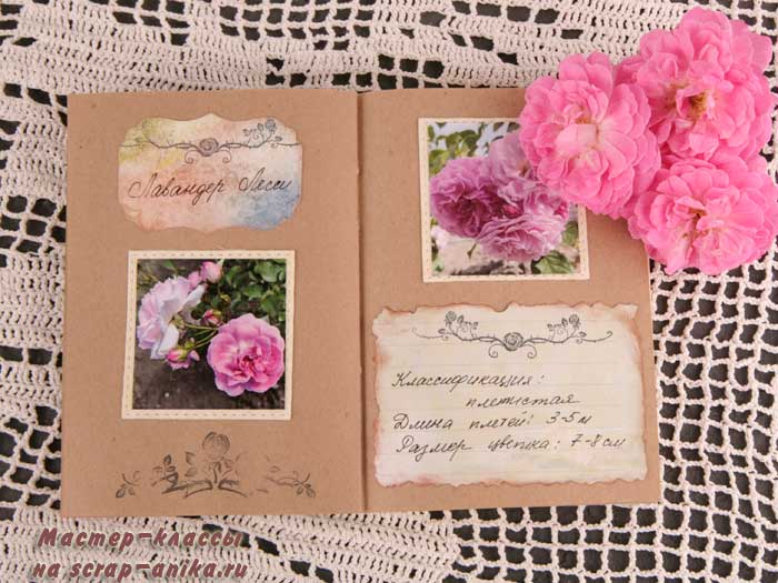 Лавандер Лесси, роза, красивые розы, каталог роз, скрапбукинг блокнот, 