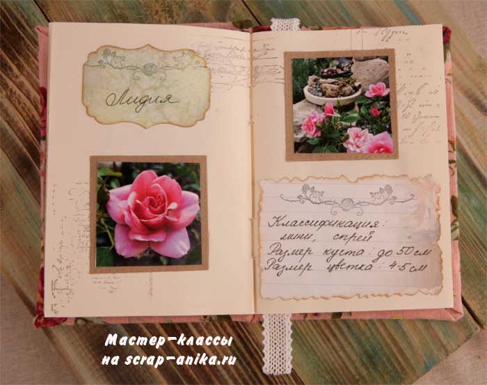 роза Лидия, почвопокровная роза, красивые розы, каталог роз