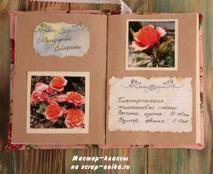 роза Скарлетт, почвопокровная роза, красивые розы, каталог роз