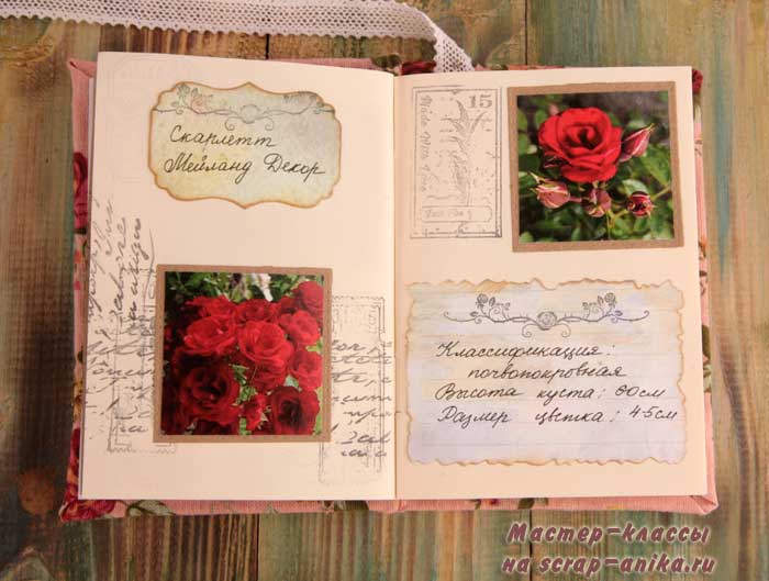 роза Скарлетт, почвопокровная роза, красивые розы, каталог роз