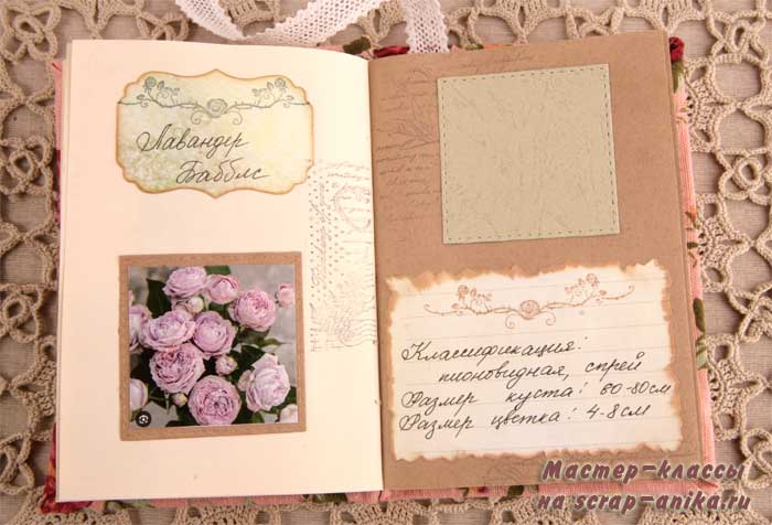 роза Скарлетт, почвопокровная роза, красивые розы, каталог роз