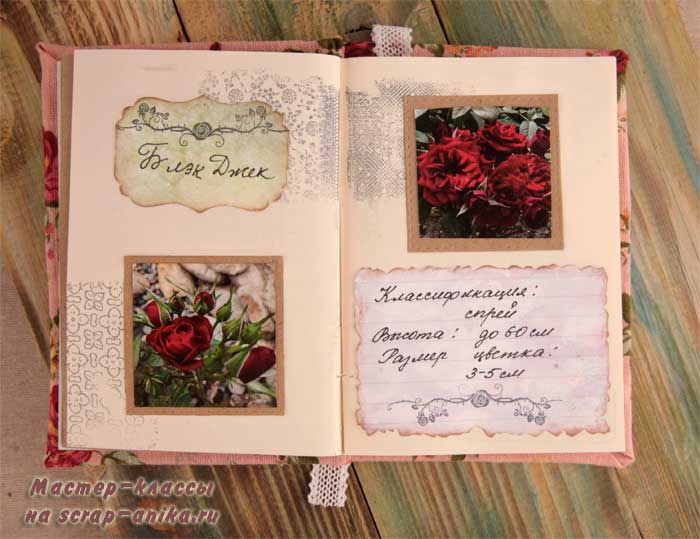 роза Блэк Джек, миниатюрные розы, розы мини, каталог по розам